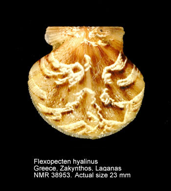 Flexopecten hyalinus.jpg - Flexopecten hyalinus(Poli,1795)